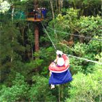 Tsitsikamma Tree Canopy Tour